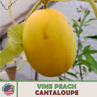 10 Vine Peach (Mango Melon) Cantaloupe Seeds, Heirloom, Non-GMO, Genuine USA