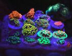 Frag pack live coral 10 Mixed Frags Free Overnight Shipping sps/lps/soft coral