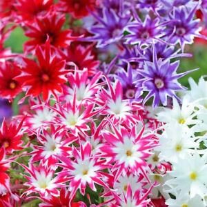 Twinkle Mix Phlox Seeds | Free Shipping | Flower Seeds | Seed Store | 1237