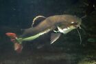 Live 12 Inch Redtail Catfish