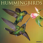 Hummingbirds 2024 12