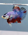 Live Betta Fish Male Multicolor fancy Purple  HMPK 010