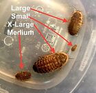 Dubia Roaches Small, Medium and Large 15% over count, please read below first