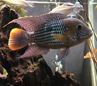 LIVE Freshwater South American Green Terror Cichlid Fish