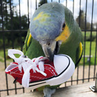 Sneakers Bird Foot Toy (4 Pack) Parrot Toy, Foraging Toy, Shreddable Bird Toy