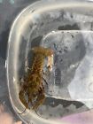 Live Spiny Cheek  Freshwater Crayfish (Faxonius Limosus)