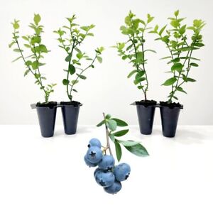 Blueberry Plants. Set of 4 starter live plants