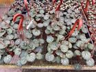 New ListingHarmony Foliage Strawberry Begonia in 6 inch Hanging Baskets 12-Pack Bulk Wholes