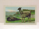 1890 Arbuckles Ariosa Coffee Antique Victorian Trade Card Advertising #50 Llama