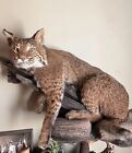 bobcat lynx taxidermy