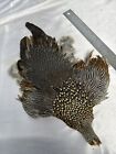 LUCAS COLLECTION Gallus sonneratii  JUNGLE FOWL  PHEASANT BIRD SKIN  FLY TYING