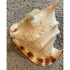 Beautiful Conch Sea Shell - 9