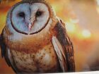2024 Audubon Wall Calendar Birds 🌲Nature Cardinal 🐦Egret Hummingbird Owl Eagle