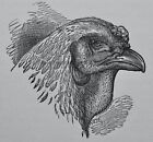 c1888 Antique Poultry Chicken Print HEAD OF BRAHMA / SINGLE WATTLE by L. Wright