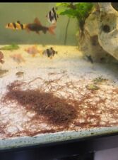 100+ Live Blackworms Super Fish Food. Induces Breeding Keeps Fish Supper Healthy