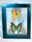 2 Real Butterflies in black frame double glass A+ grade specimen