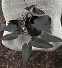 Philodendron Black Majesty 10” Pot / Rare Tropical Aroid / Exact Plant