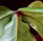 Rare XL Philodendron Barrosoanum Red Sinus 2 Ft Tall 9