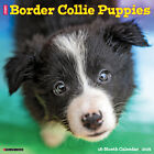 Just Border Collie Puppies 2024 12
