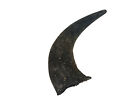 One Large #1 Grade Real North American Buffalo Horn (576-LM1-AS) 9UL2