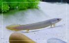 3* Senegal Bichir Fresh Water Fish- Exotic Semi Agrressive Fish Hardy & Lively