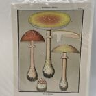 New Listing1890 Edible Fungi Amanita Muscaria Mushroom Litho Print