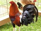 12+ Assorted PURE And Crossed Gamefowl Hatching Egg's