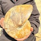 12.32LB Natural colorful large conch fossil specimen healing5600g
