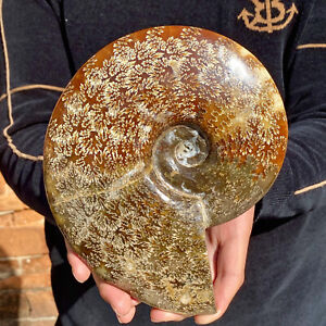 4.3LB Natural Fossil Snail Agate Fancy Cabochon Gemstones