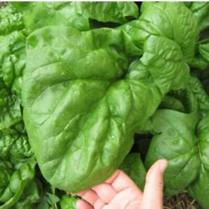 500 GIANT NOBLE  SPINACH SEEDS NON - GMO LONG STANDING SPINACH VARIETY