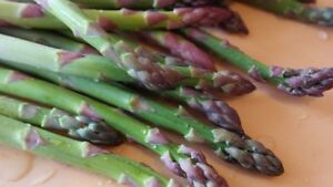 Mary Washington Asparagus Seeds, NON-GMO, Healthy Vegetable, FREE SHIPPING