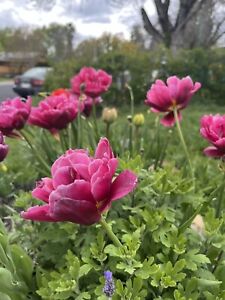 15 Chilled Double Late Mixed Tulip Bulbs Tried/True In Mimi_s Garden 👩🏽‍🌾