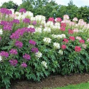 Cleome Queen Mixed Color Flower Seeds