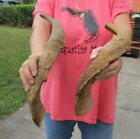 2 Piece Lot X-Large Goat Horns from Africa, 19 inches, taxidermy # 44191