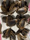 Dubia Roaches Adult Male Live Feeders Reptile Food Free shipping