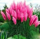 10 Seeds Pink Pampas Grass Seeds Rare Unusual Stunning flower