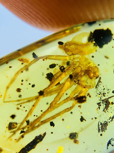 Burmese burmite Cretaceous super big spider insect fossil amber Myanmar