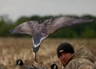 Avery GHG Greenhead Gear SUPER Flag Canada Goose Hunting Duck Decoys Power