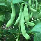 Roma II Bush Green Bean Seeds, Flat Stringless, NON-GMO, FREE SHIPPING
