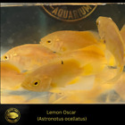 OSCAR Lemon Oscar - ASTRONOTUS OCELLATUS  - Live Fish (3