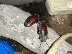 5 Small Madagascar Hissing Cockroaches