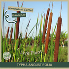 Bareroot | Typha latifolia | Broadleaf Cattail | Live Plant | Pond Plant