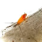 (Nymphs) Red Runner Roaches / Turkestan Blatta Lateralis / Live Feeder Insects