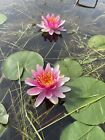 Pink Water Lily Live Plant Bareroot