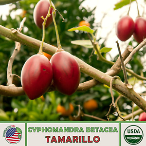 20 Tamarillo Tomato Tree Seeds, Cyphomandra Betacea, Organic, Genuine USA