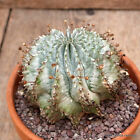 A9474 EUPHORBIA HORRIDA SNOWFLAKE pot13-H10-W10 cm MaMa Cactus