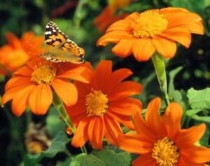MEXICAN TORCH SUNFLOWER 25 FRESH SEEDS FREE USA SHIPPING