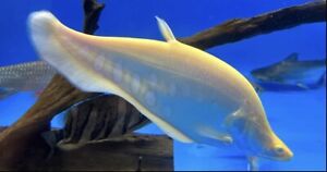XL Albino Clown Knife 10-11” -Live Tropical Freshwater Aquarium Fish