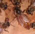 Virgin Honey Bee Queen -young-not mated queen bee - treatment free