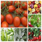 15 Pack Lot - Tomato & Companion Seeds - Tomatoes, Peppers, Lettuce,  and More!